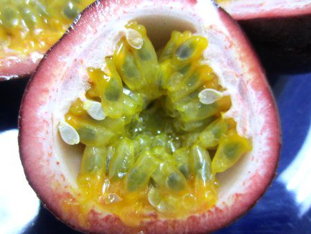 �p�b�V�����t���[�c(Passion fruit)