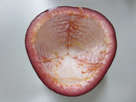 �p�b�V�����t���[�c(Passion fruit)