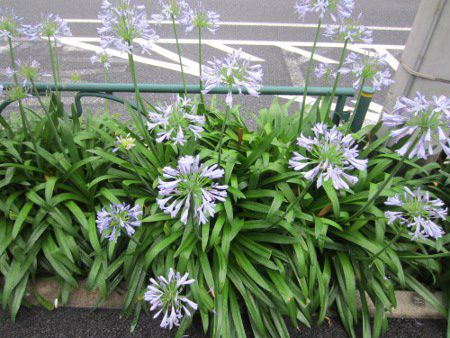 �A�K�p���T�X(Agapanthus)