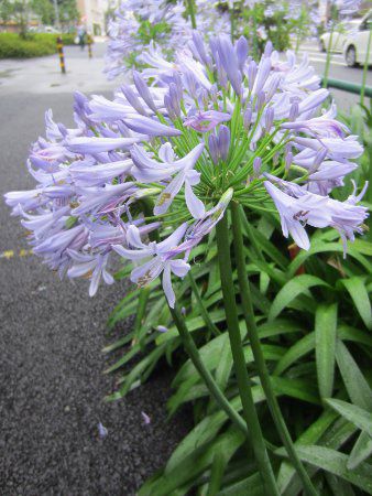 �A�K�p���T�X(Agapanthus)