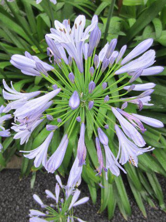 �A�K�p���T�X(Agapanthus)