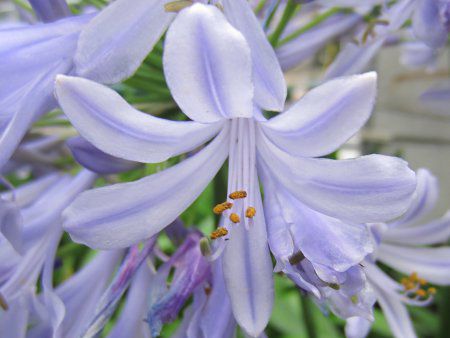 �A�K�p���T�X(Agapanthus)