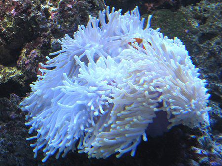 �J�N���N�}�m�~�i�B�G���j