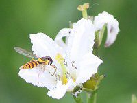 �C���C�`���E�i���ǁj