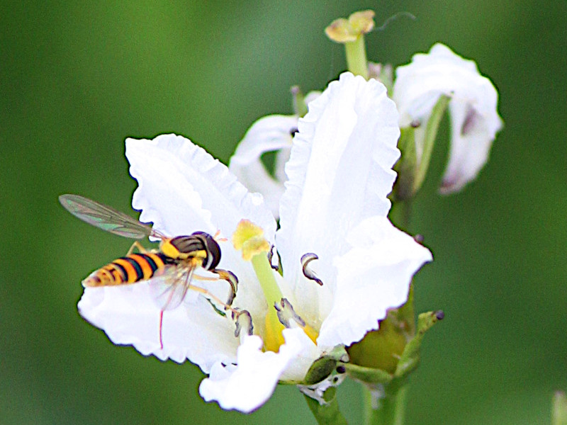 �C���C�`���E�i���ǁj