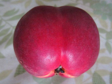 �X�����i���j