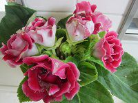 �O���L�V�j�A(Gloxinia)