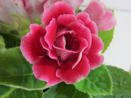 �O���L�V�j�A(Gloxinia)