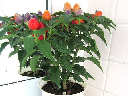 �Ϗܗp�g�E�K���V