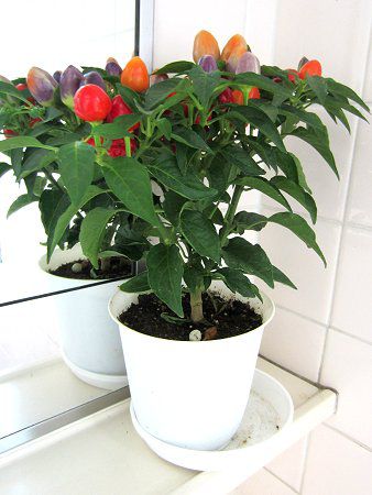 �Ϗܗp�g�E�K���V