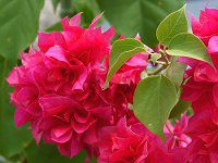 �u�[�Q���r���A Pink Champagne