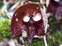�A���X�g���L�A�E�T���o�h�����V�X(Aristolochia salvadrensis)