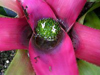 �l�I���Q���A�E�N���G���^(Neoregeria cruenta)