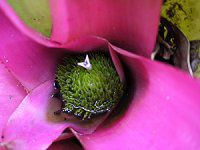 �l�I���Q���A�E�N���G���^(Neoregeria cruenta)