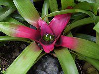 �l�I���Q���A�E�N���G���^�iNeoregeria cruenta�j