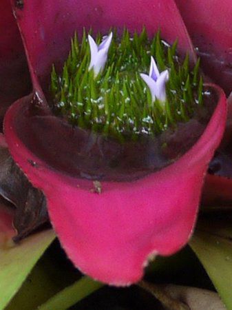 Neoregeria cruenta