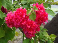 �u�[�x���r���A�E�s���N�V�����p��