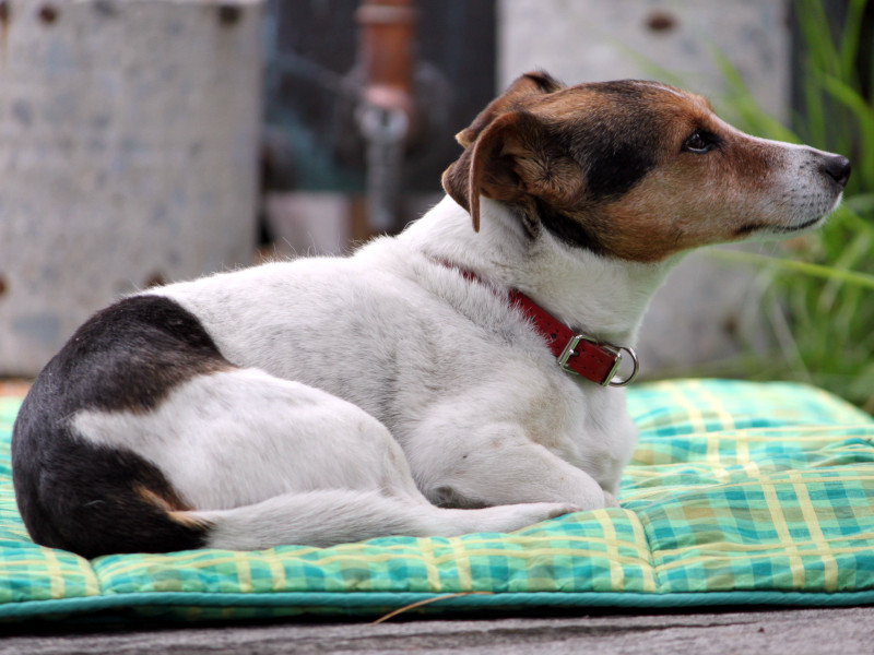 �W���b�N�E���b�Z���E�e���A�iJack Russell Terrier�j