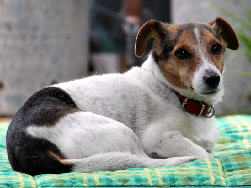 �W���b�N�E���b�Z���E�e���A�iJack Russell Terrier�j