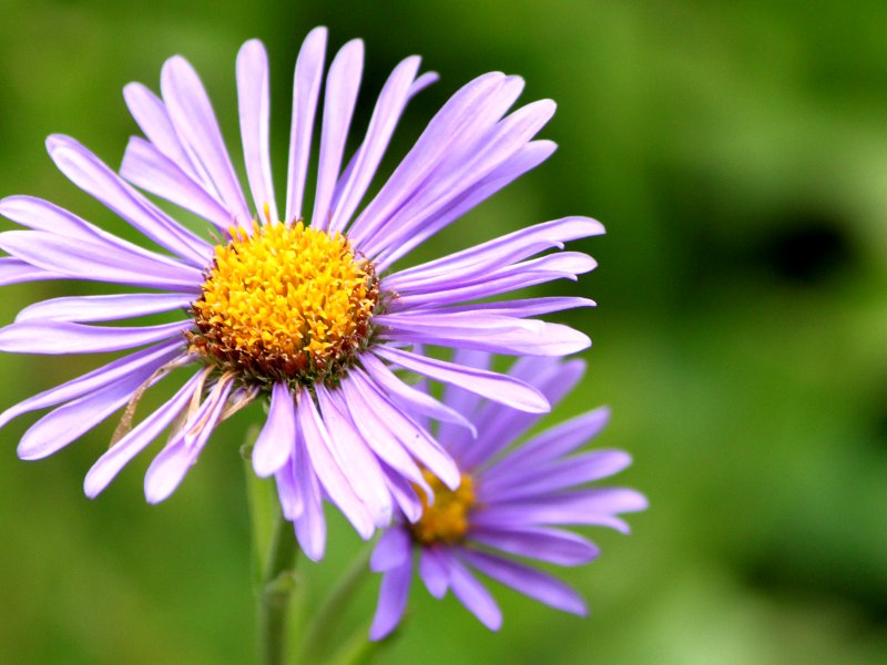 Alipne aster