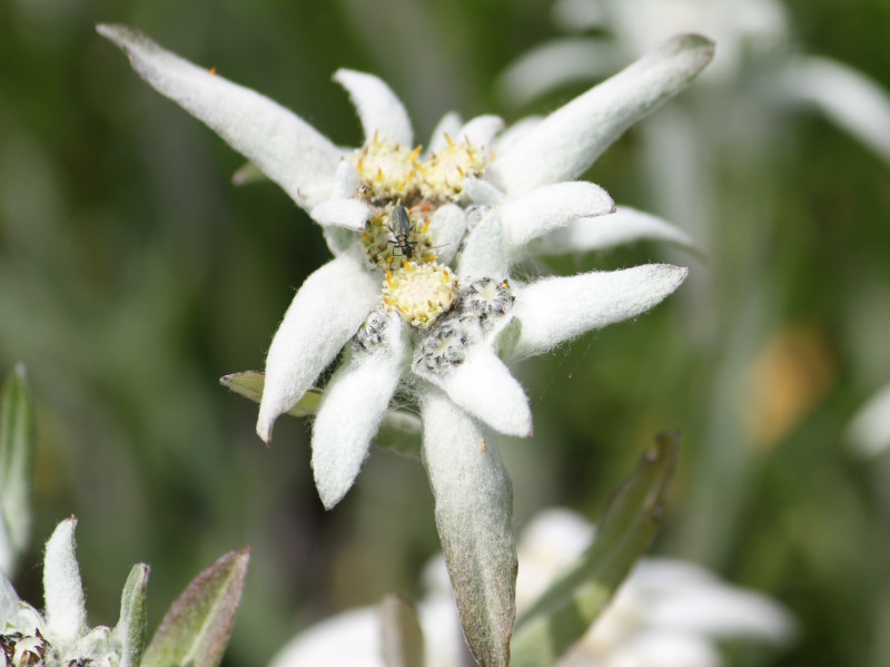 10.�G�[�f�����C�X