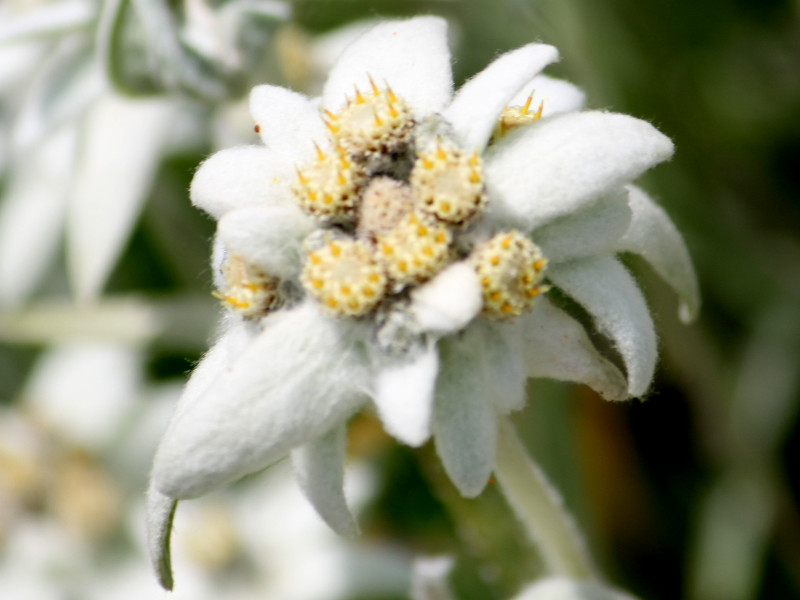 10.�G�[�f�����C�X