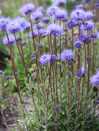 Jasione laevis10