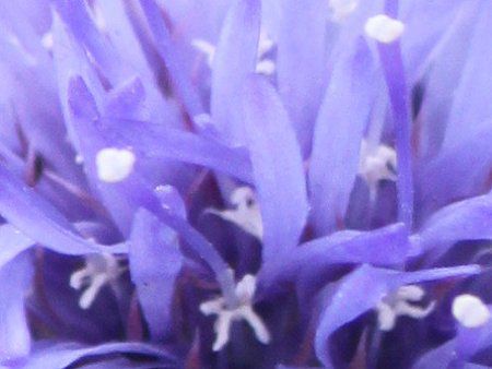 Jasione laevis12