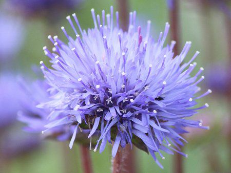 Jasione laevis13