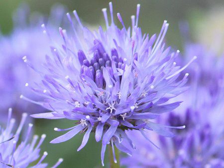 Jasione laevis14