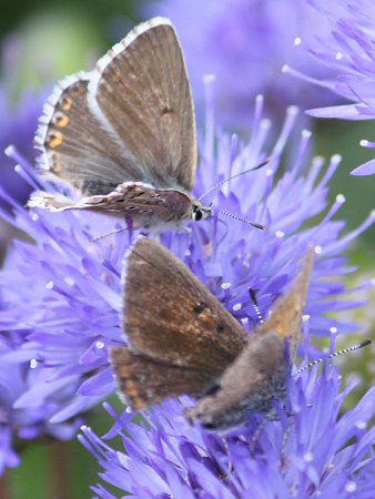 Jasione laevis15