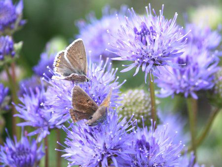 Jasione laevis16