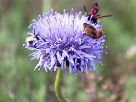 Jasione laevis17