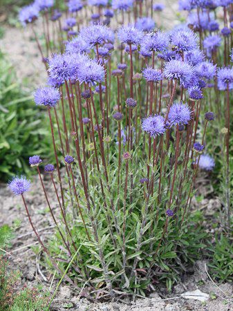 Jasione laevis18
