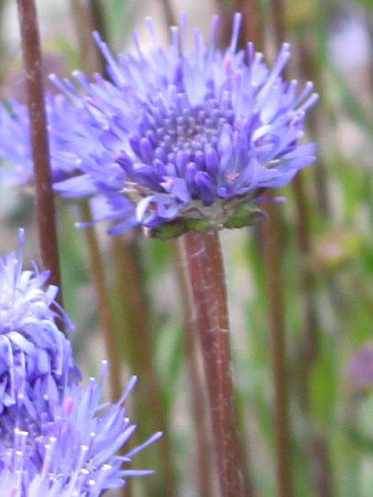 Jasione laevis19