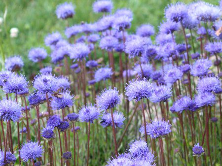 Jasione laevis20