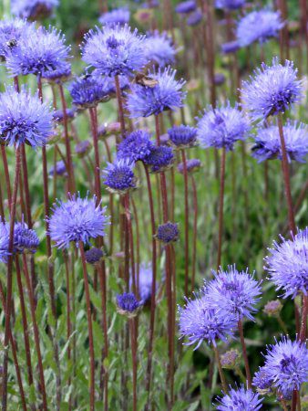 Jasione laevis21