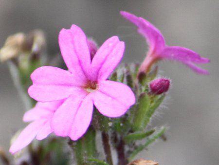 Fairy foxglove 106