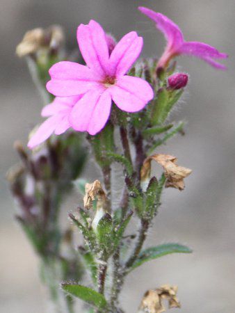 Fairy foxglove 106