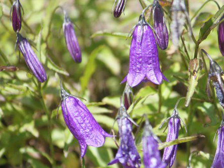 Woche's campanula�J���p�j�����E�I�b�P�[ 202
