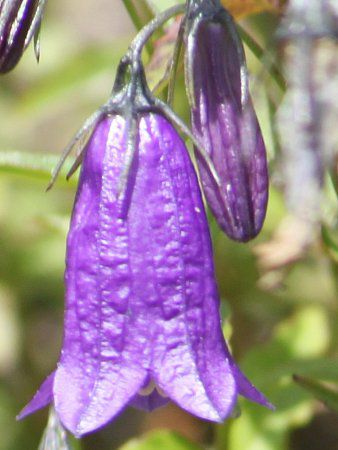 Woche's campanula�J���p�j�����E�I�b�P�[ 202