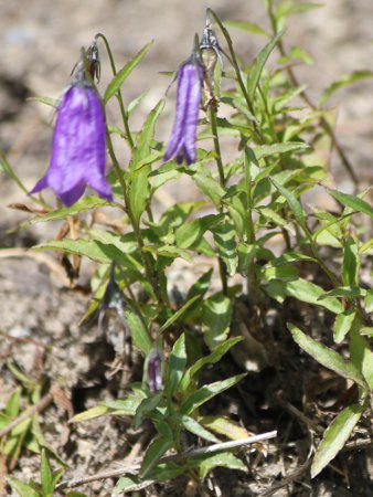Woche's campanula�J���p�j�����E�I�b�P�[ 202