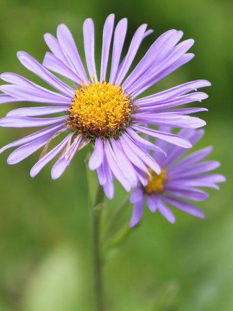 Alipne aster