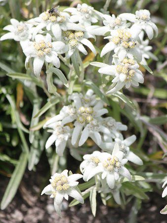 �G�[�f�����C�X3-8
