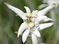�G�[�f�����C�X8
