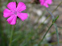 Carthusian pink 3