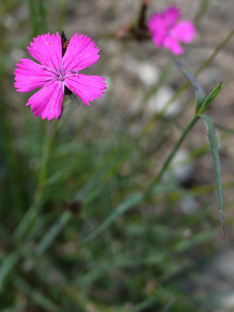 Carthusian pink 3