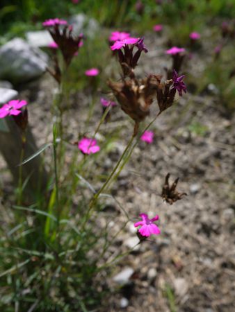 Carthusian pink 3