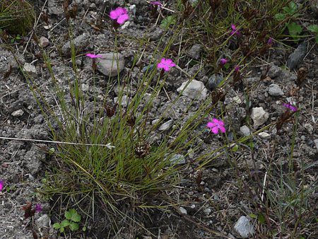 Carthusian pink 3