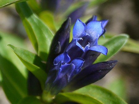 �N���X�Q���`�A�i4-17